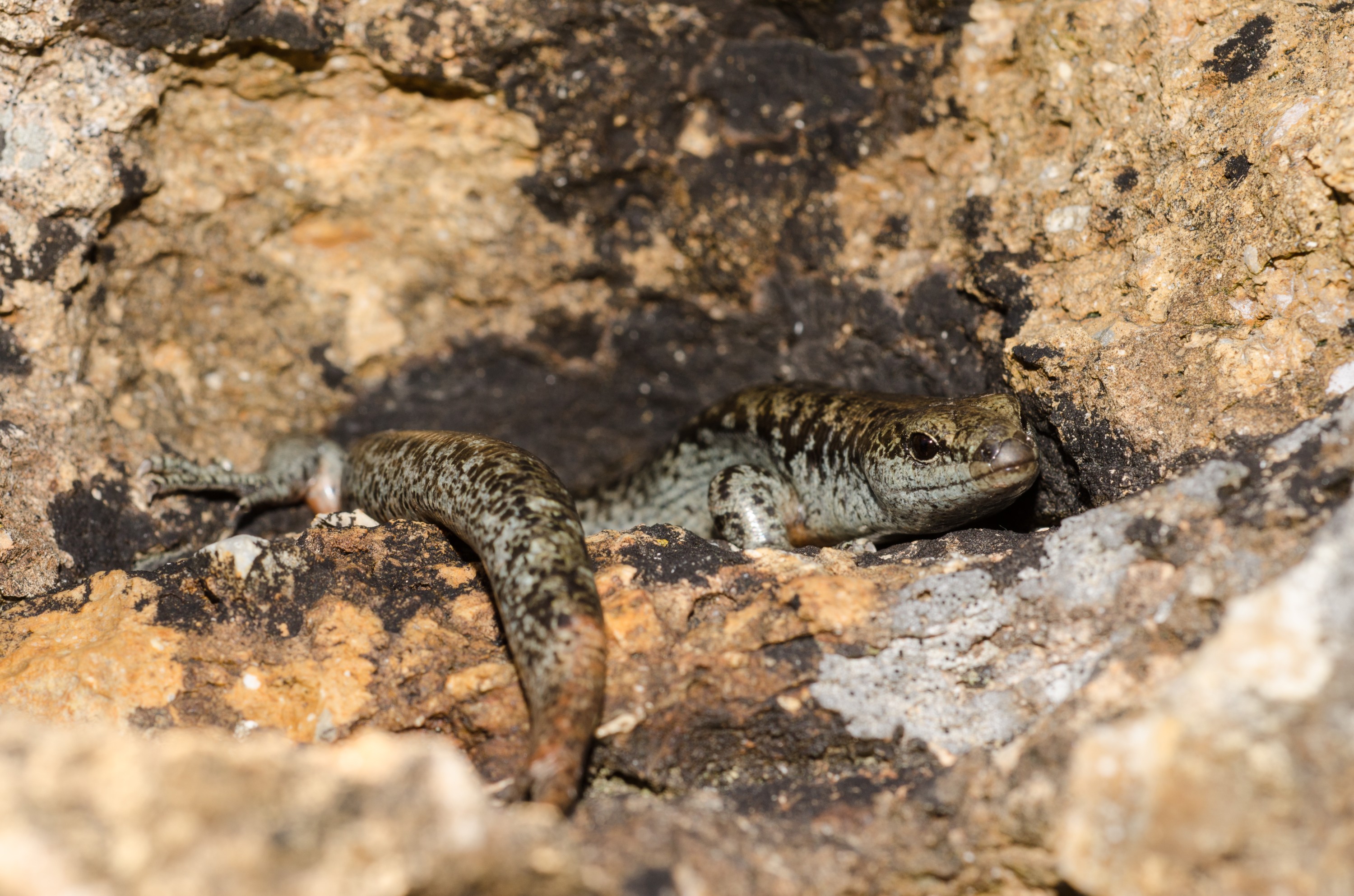 DSC_6045 – Diving, skink, Egg, laying, skink, Oligosoma, suteri, poor, knights, islands, Crispin, reptiles, amphibians, rare, cold, blood, new, new zealand, zealand, nz